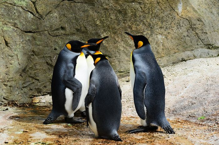 Mengapa Penguin Tidak Membeku di Kutub? Ini Penjelasannya!